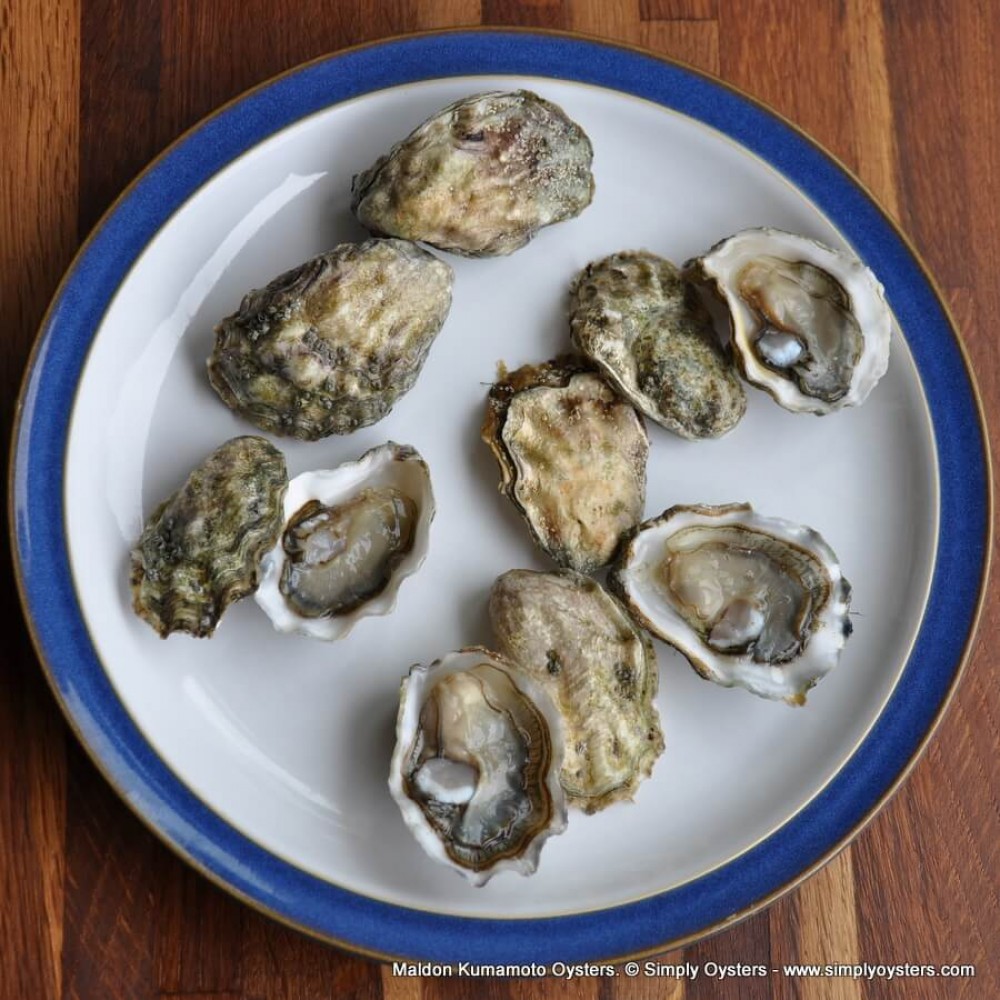 Maldon Kumamoto Oysters Buy Online UK Delivery Simply Oysters